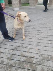 Lost Female Dog last seen Padstow lane , Channelview, TX 77530