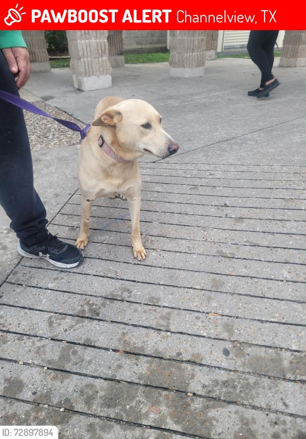 Lost Female Dog last seen Padstow lane , Channelview, TX 77530