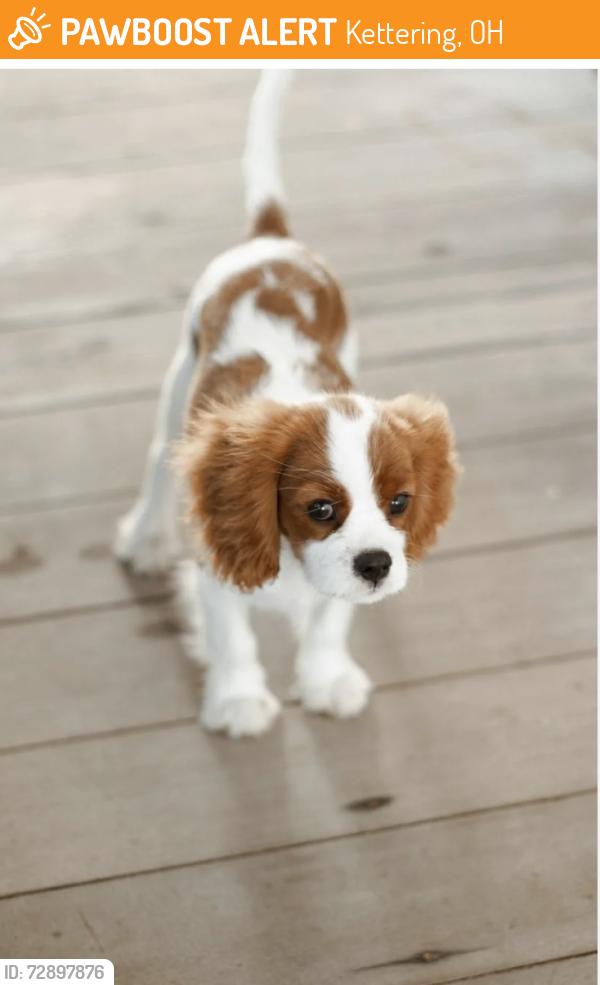 Found/Stray Unknown Dog last seen Adirondack and Springhill, Kettering, OH 45409