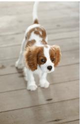 Found/Stray Unknown Dog last seen Adirondack and Springhill, Kettering, OH 45409