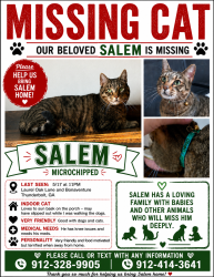 Reunited Male Cat last seen Bonaventure , Thunderbolt, GA 31404