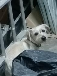 Found/Stray Male Dog last seen valley view blvd and Twain Blvd , Las Vegas, NV 89103