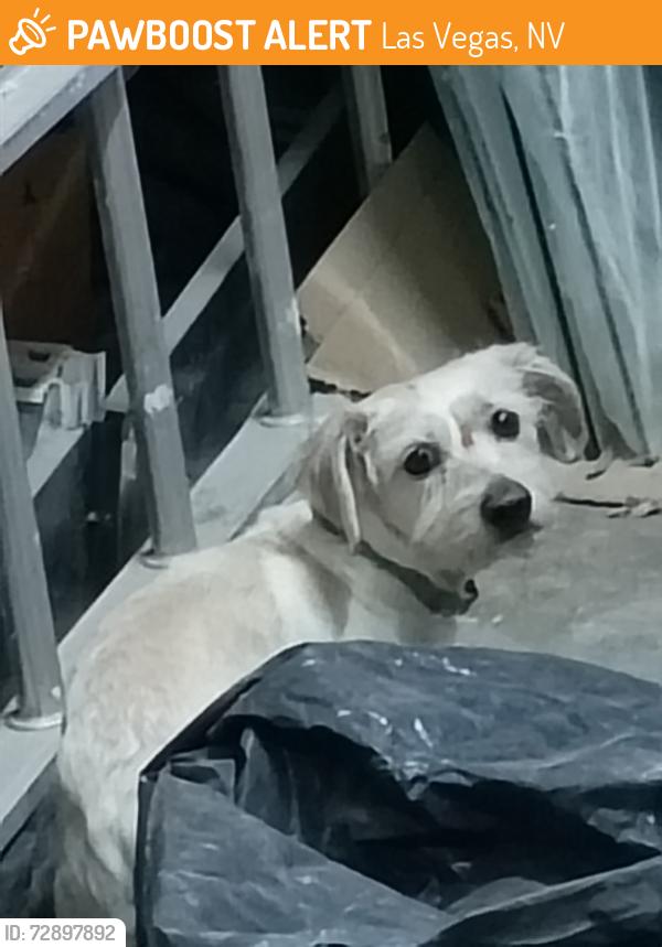 Found/Stray Male Dog last seen valley view blvd and Twain Blvd , Las Vegas, NV 89103