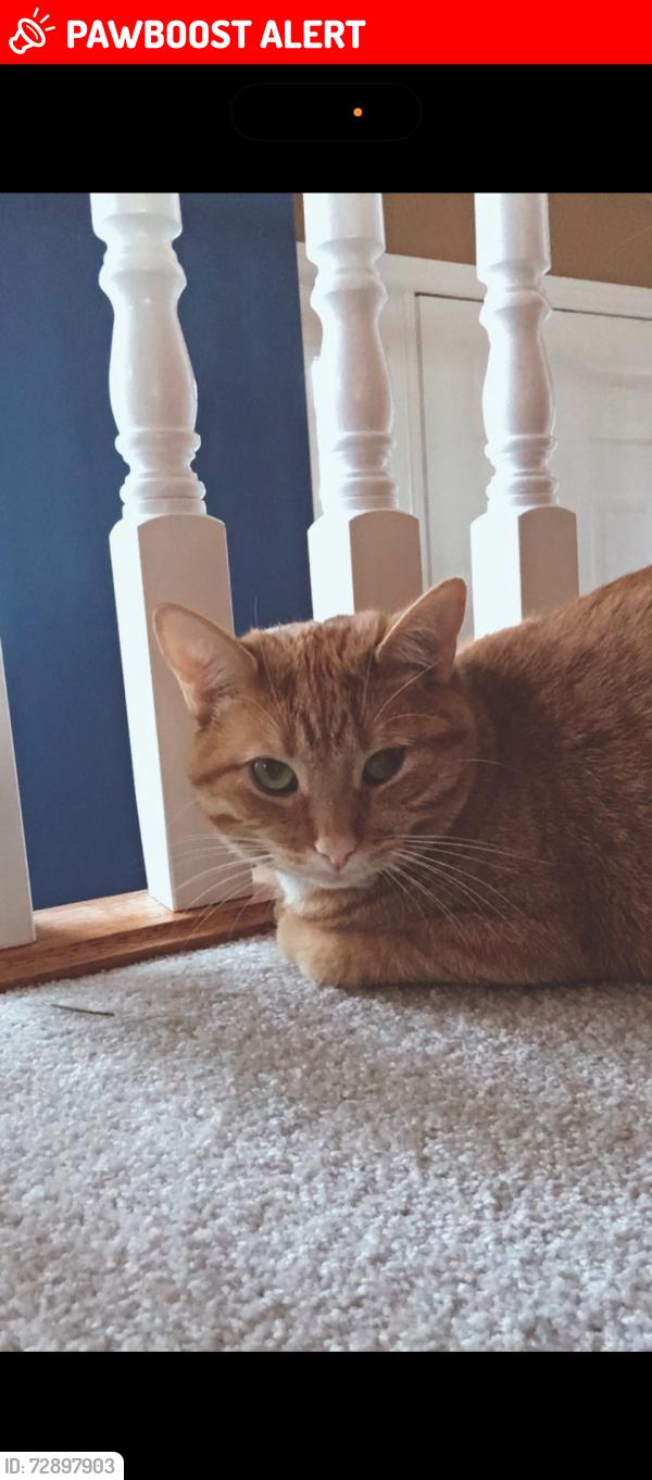 Lost Female Cat last seen Falconridge court/highview drive, St. Thomas, ON N5R 6J2
