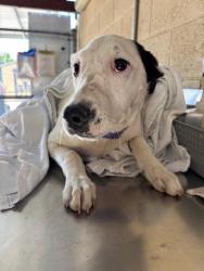 Shelter Stray Female Dog last seen Near BLK DURHAM CT BAKERSFIELD,CA, Bakersfield, CA 93307