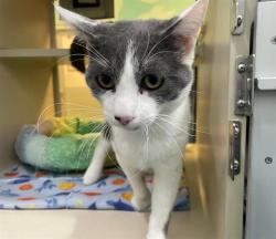 Shelter Stray Male Cat last seen RT 66, Albuquerque, NM 87112