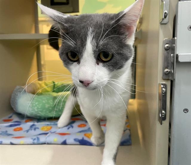 Shelter Stray Male Cat last seen RT 66, Albuquerque, NM 87112