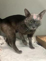 Shelter Stray Male Cat last seen Near BLK LOCUST AVE. LONG BEACH CA 90806, Long Beach, CA 90815
