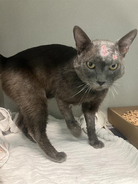 Shelter Stray Male Cat last seen Near BLK LOCUST AVE. LONG BEACH CA 90806, Long Beach, CA 90815