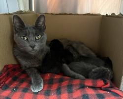 Shelter Stray Female Cat last seen , Los Angeles, CA 90031