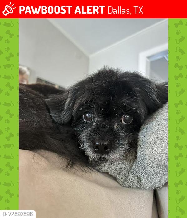 Lost Female Dog last seen Prestonwood Country Club, Dallas, TX 75248