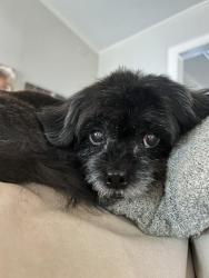 Lost Female Dog last seen Prestonwood Country Club, Dallas, TX 75248