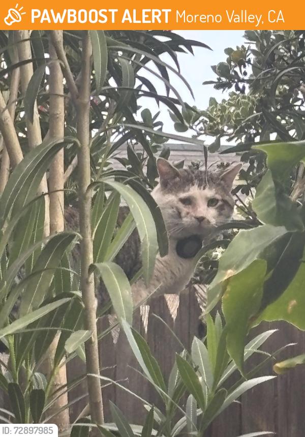 Found/Stray Unknown Cat last seen Graham/Dracea, Moreno Valley, CA 92553