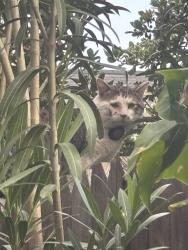 Found/Stray Unknown Cat last seen Graham/Dracea, Moreno Valley, CA 92553