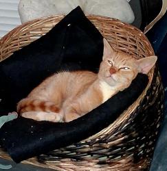 Lost Male Cat last seen Beaver lake road and fox road, Clear Lake, WA 98273