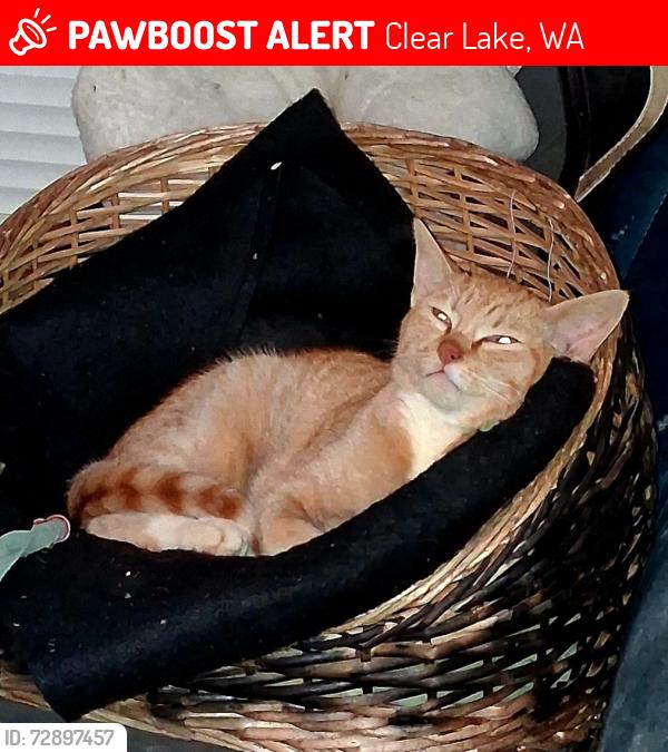 Lost Male Cat last seen Beaver lake road and fox road, Clear Lake, WA 98273