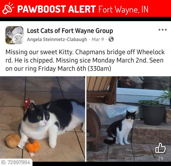 Lost Male Cat last seen Chapmans blvd and Abernathy ct, Fort Wayne, IN 46835