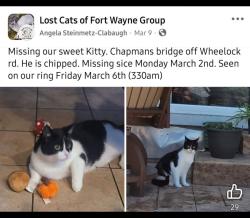 Lost Male Cat last seen Chapmans blvd and Abernathy ct, Fort Wayne, IN 46835