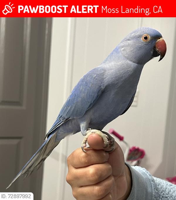 Lost Male Bird last seen Sturve rd, Moss Landing, CA 95039