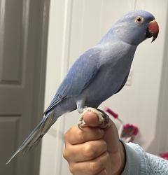 Lost Male Bird last seen Sturve rd, Moss Landing, CA 95039