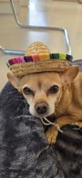 Lost Female Dog last seen On baclyard, Stuart, FL 34997