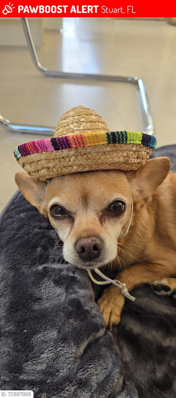 Lost Female Dog last seen On baclyard, Stuart, FL 34997