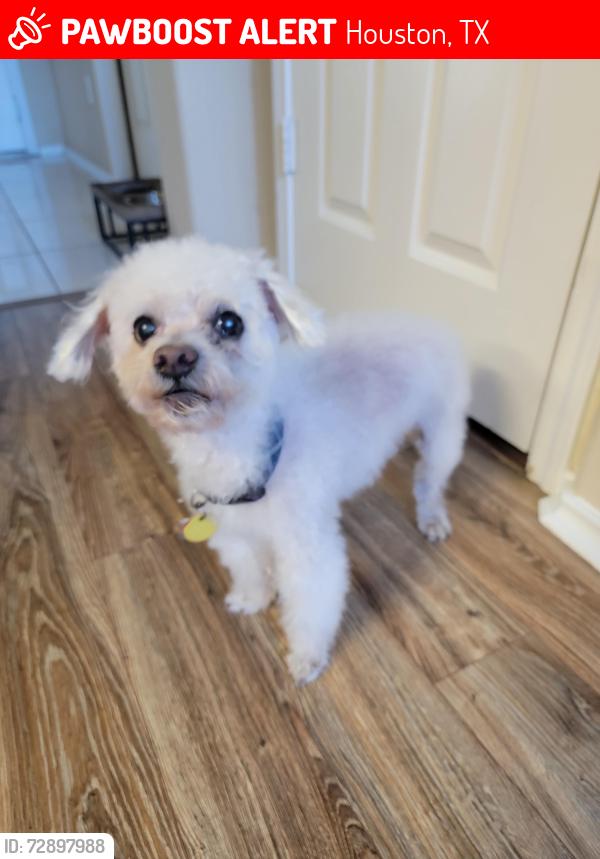 Lost Male Dog last seen Bellaire view, Houston, TX 77083