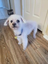 Lost Male Dog last seen Bellaire view, Houston, TX 77083