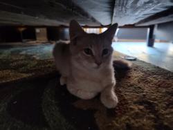 Lost Male Cat last seen Butternut and Villaview, Citrus Heights, CA 95621