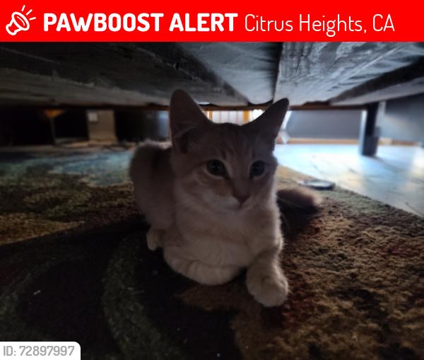 Lost Male Cat last seen Butternut and Villaview, Citrus Heights, CA 95621
