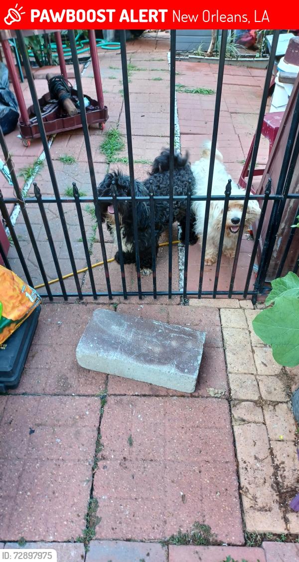 Lost Female Dog last seen Wildaire, New Orleans, LA 70122