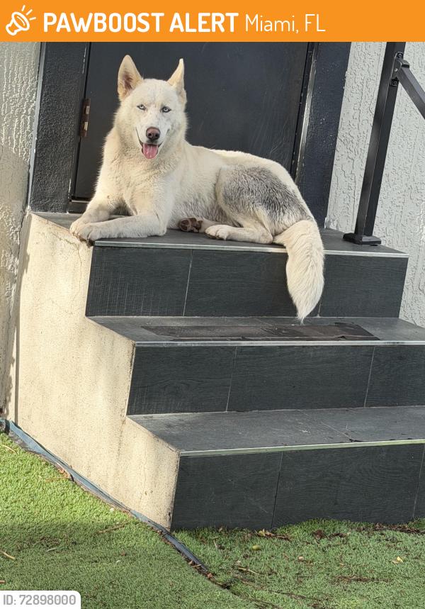 Found/Stray Female Dog last seen Near ave nw 46 st , Miami, FL 33142
