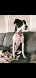 Lost Female Dog last seen Caulks hill road and Towers, Saint Charles, MO 63304