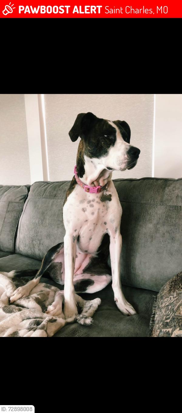 Lost Female Dog last seen Caulks hill road and Towers, Saint Charles, MO 63304