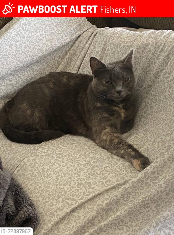 Lost Female Cat last seen Cherry blossom drive, Fishers, IN 46038