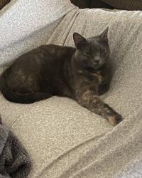 Lost Female Cat last seen Cherry blossom drive, Fishers, IN 46038