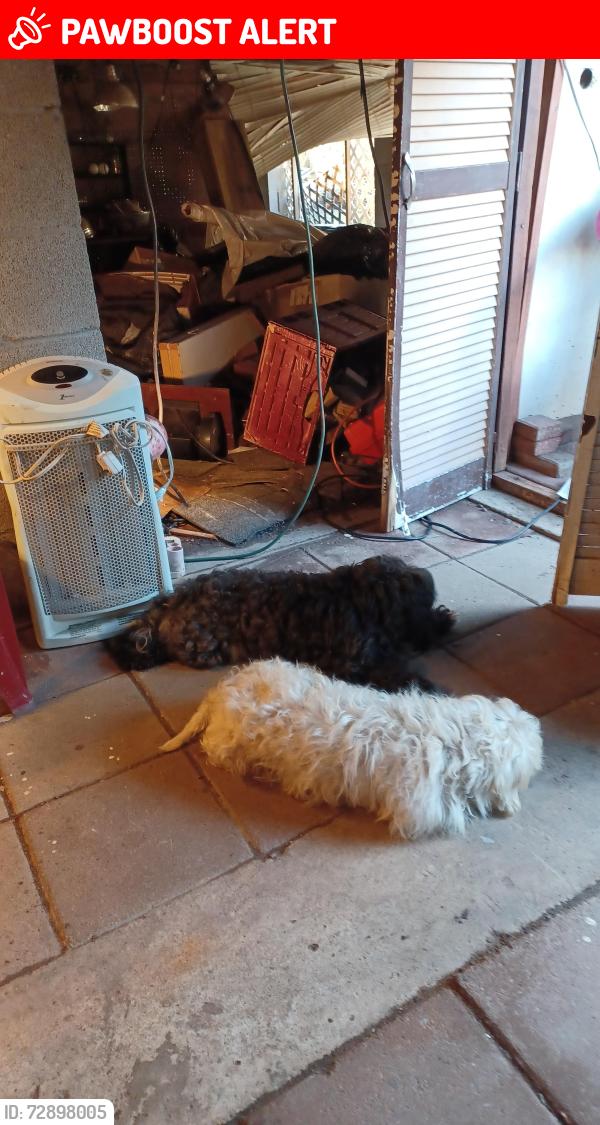 Lost Male Dog last seen Wildaire, Clinton Township, MI 48038
