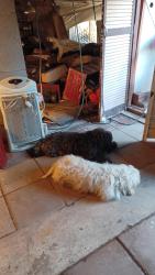 Lost Male Dog last seen Wildaire, Clinton Township, MI 48038