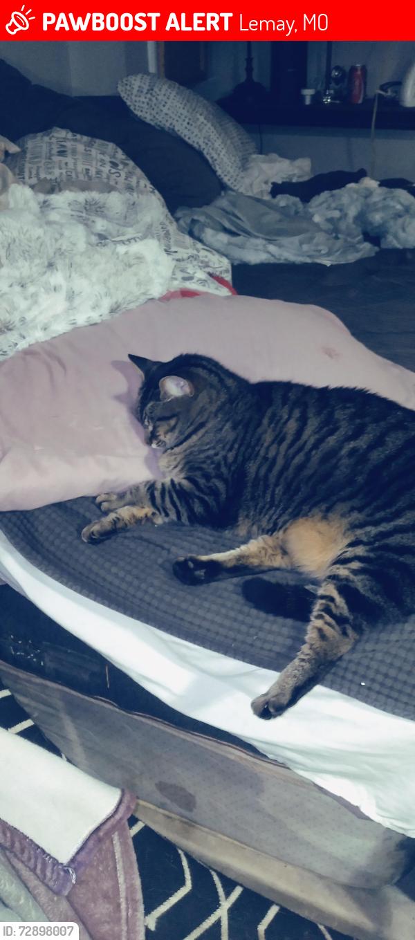 Lost Female Cat last seen Grand and fannie, Lemay, MO 63125