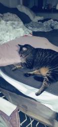 Lost Female Cat last seen Grand and fannie, Lemay, MO 63125