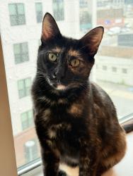 Lost Female Cat last seen Near st street, Nashville Tennessee , Nashville, TN 37203