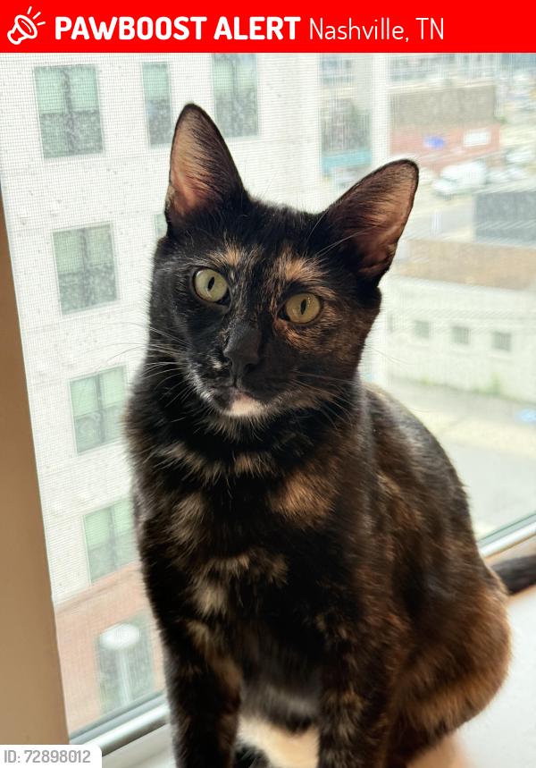 Lost Female Cat last seen Near st street, Nashville Tennessee , Nashville, TN 37203