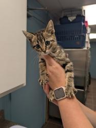 Shelter Stray Male Cat last seen Cleburne, TX , Cleburne, TX 76033