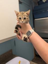 Shelter Stray Female Cat last seen Cleburne, TX , Cleburne, TX 76033