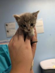 Shelter Stray Female Cat last seen Cleburne, TX 76033, Cleburne, TX 76033