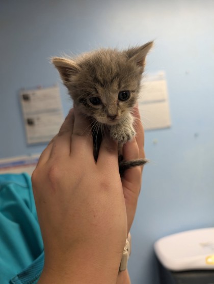 Shelter Stray Female Cat last seen Cleburne, TX 76033, Cleburne, TX 76033