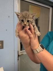 Shelter Stray Female Cat last seen Cleburne, TX 76033, Cleburne, TX 76033