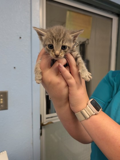 Shelter Stray Female Cat last seen Cleburne, TX 76033, Cleburne, TX 76033