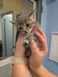 Shelter Stray Female Cat last seen Cleburne, TX 76033, Cleburne, TX 76033