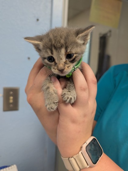 Shelter Stray Female Cat last seen Cleburne, TX 76033, Cleburne, TX 76033